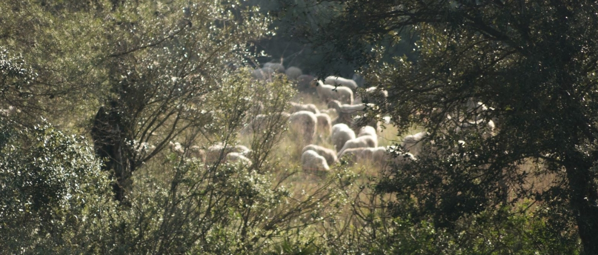 The sheep are in the vineyard!