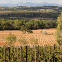 Penedes cava region