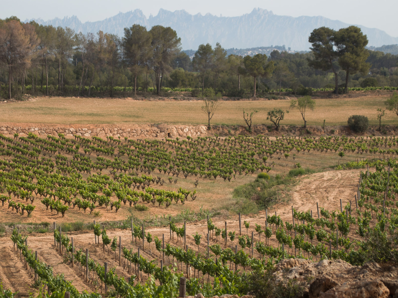 Gramona winery