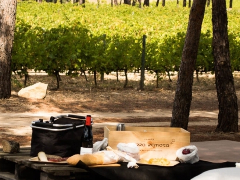 picknick in wijngaard