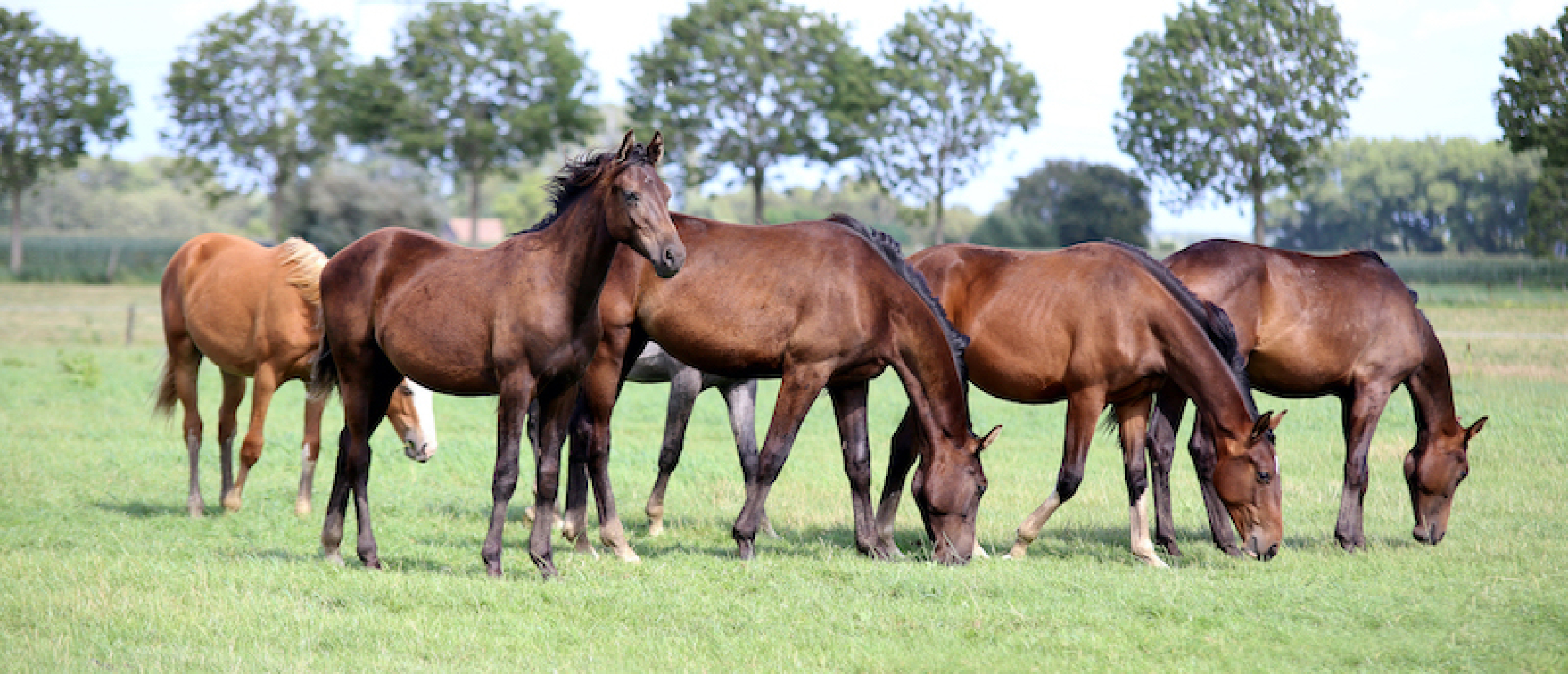 paarden in I&R