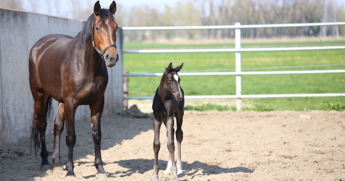 Met enkele stappen uw paarden zelf registreren bij RVO