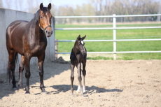 I&R paard en veulen melden