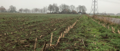 Mais telen op zand- en lössgrond