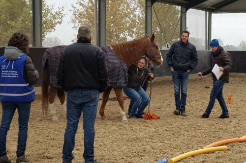 Fair Leadership by PaardenInzicht www.fairleadership.com