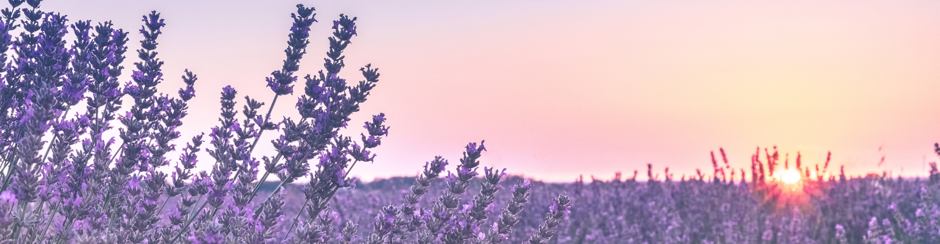 fauzia-schellekens-coaching-people-lavendel-banner.png fauzia-schellekens-coaching-people-lavendel-banner.png