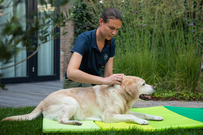 Behandeling fysiotherapie fascia bindweefsel hond