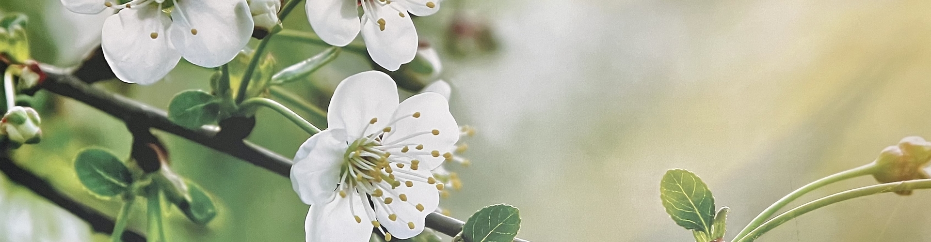 Header Femke van Doesburg