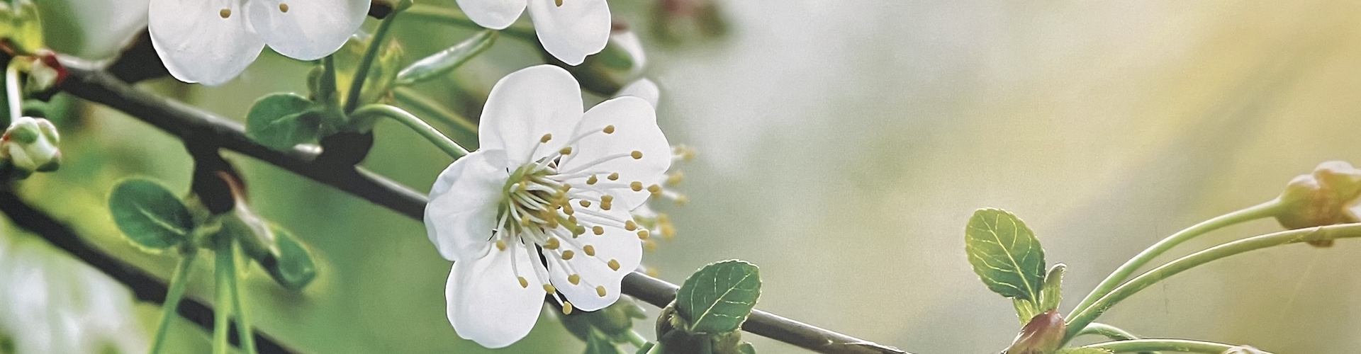Header Femke van Doesburg