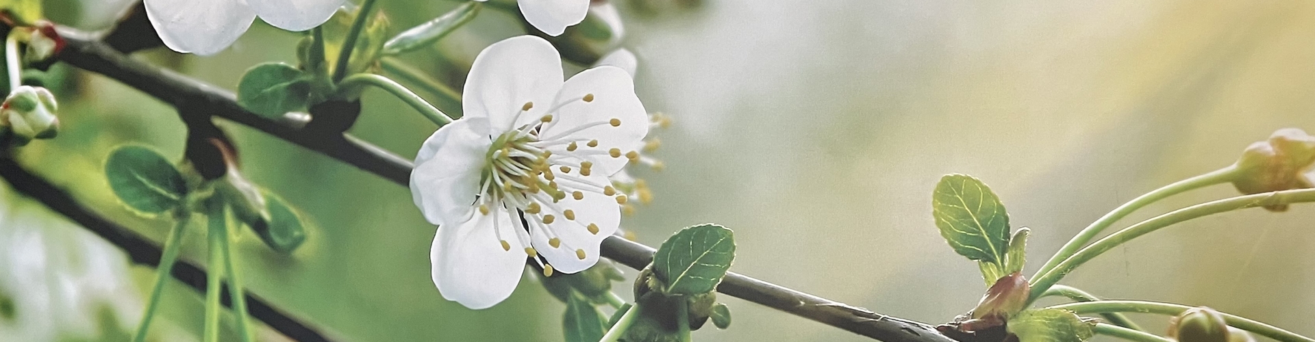 Header Femke van Doesburg