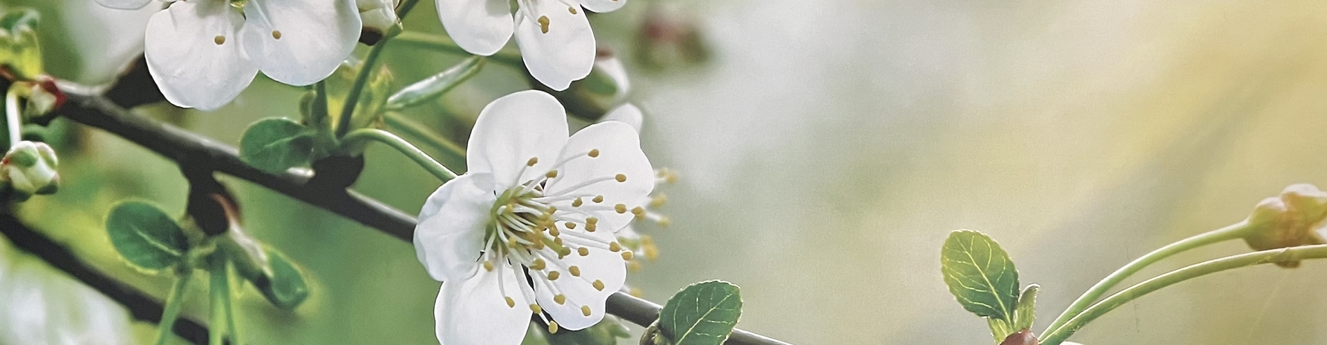 Header Femke van Doesburg