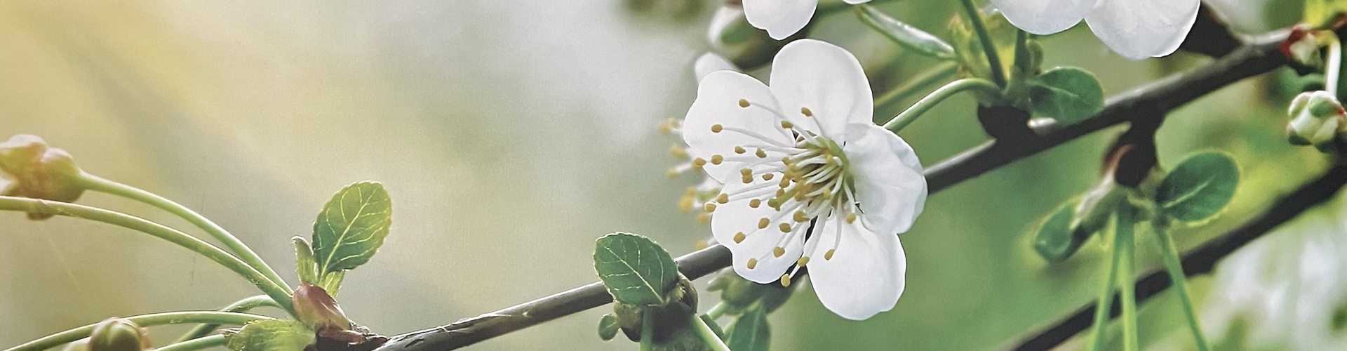 Header Femke van Doesburg