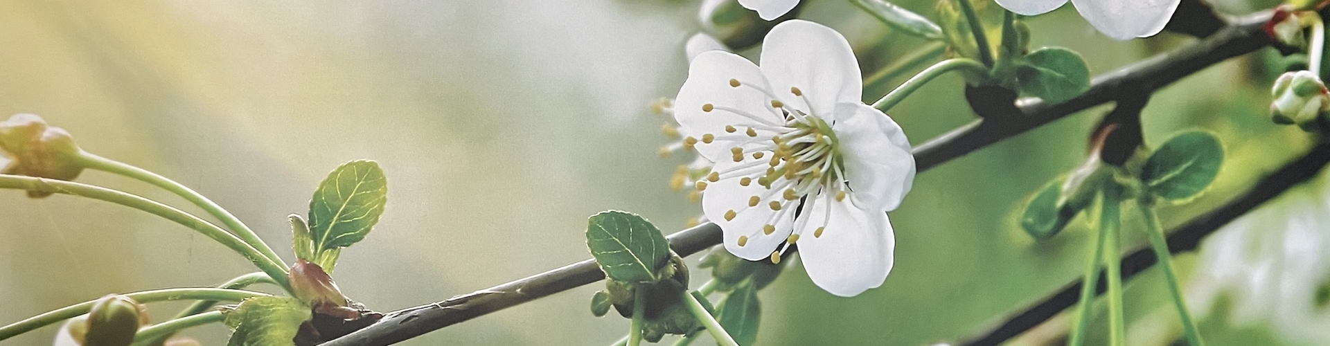 Header Femke van Doesburg
