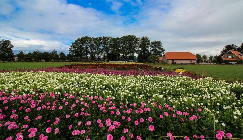 Dahliaveld overzicht