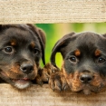 gezondheidsscan voor honden