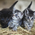 gezondheidsscan voor katten
