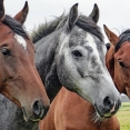 gezondheidsscan voor paarden