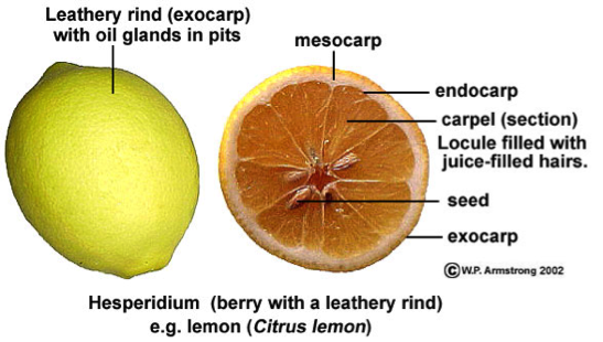 citrus1