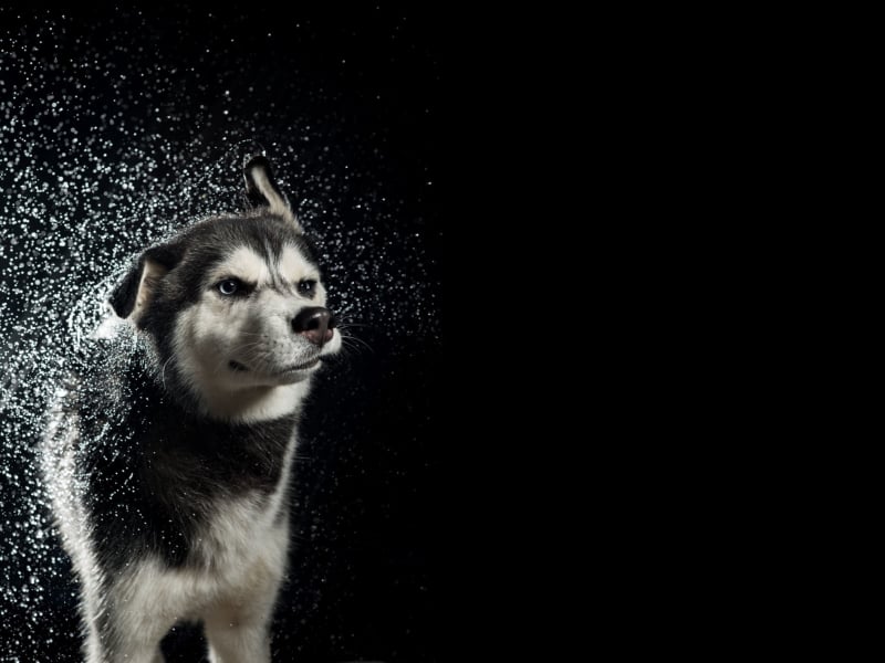 Dog Photography | Using Flash Duration to Freeze Motion