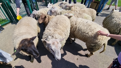 Schapen drijven demonstraties