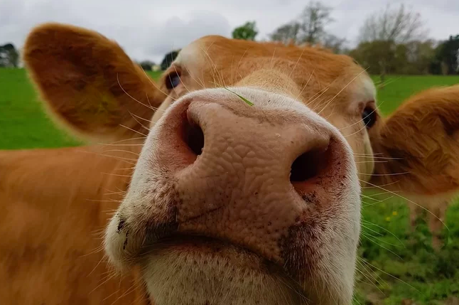 Kom naar de kinderboerderij en ontmoet het kleinste koeienras op Speelboerderij de Flierefluiter