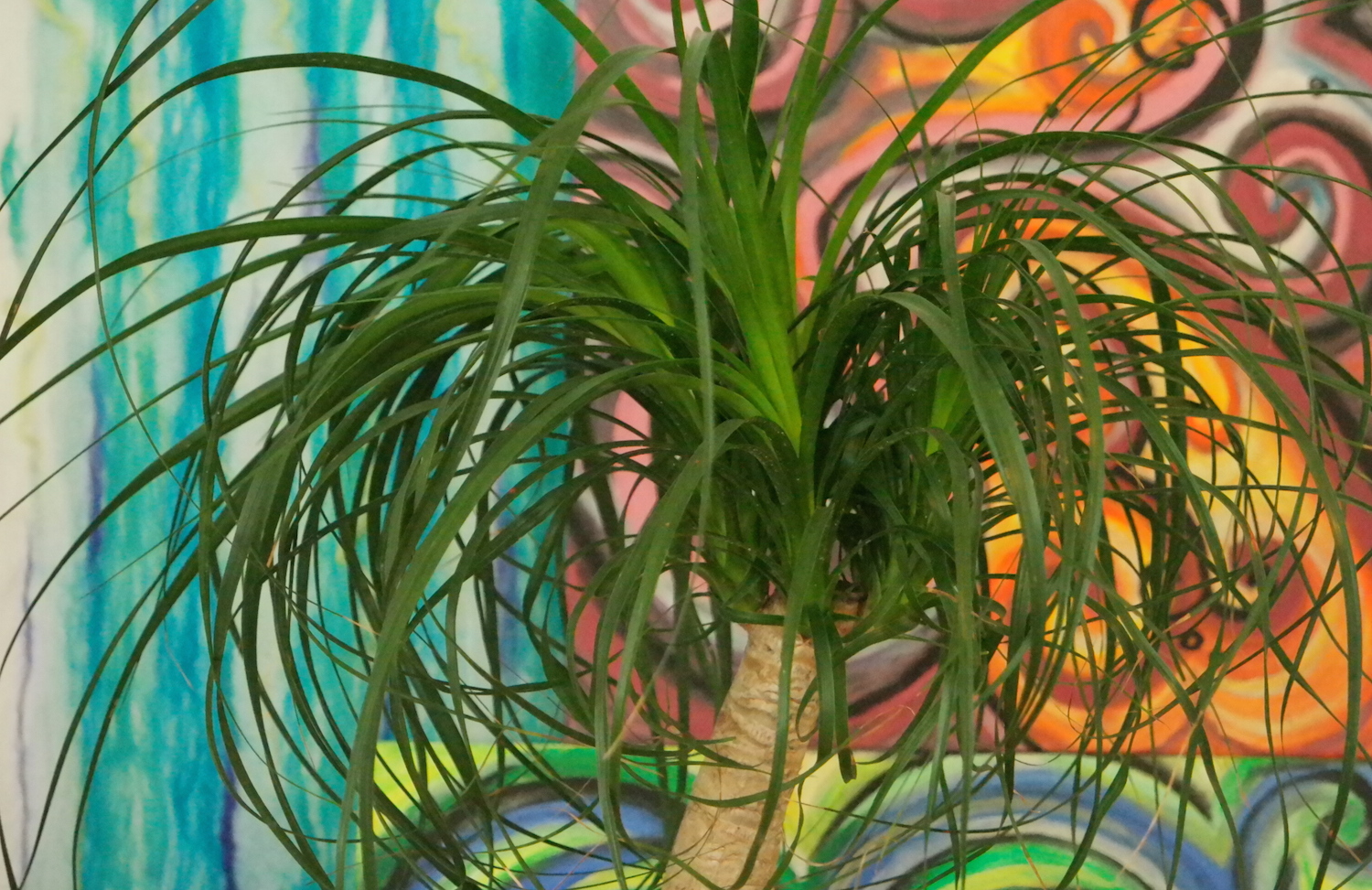 Een plant die er uit springt - Kleurexplosie #UrbanJungleBloggers
