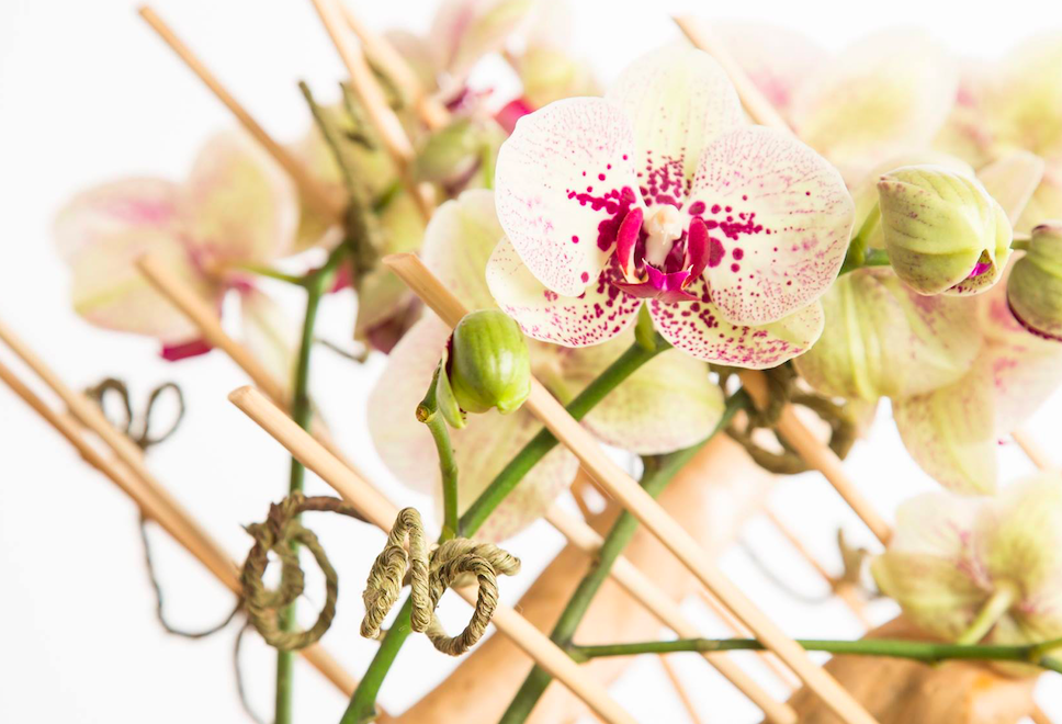 Video - Prachtig en kunstzinnig object met Phalaenopsis orchidee