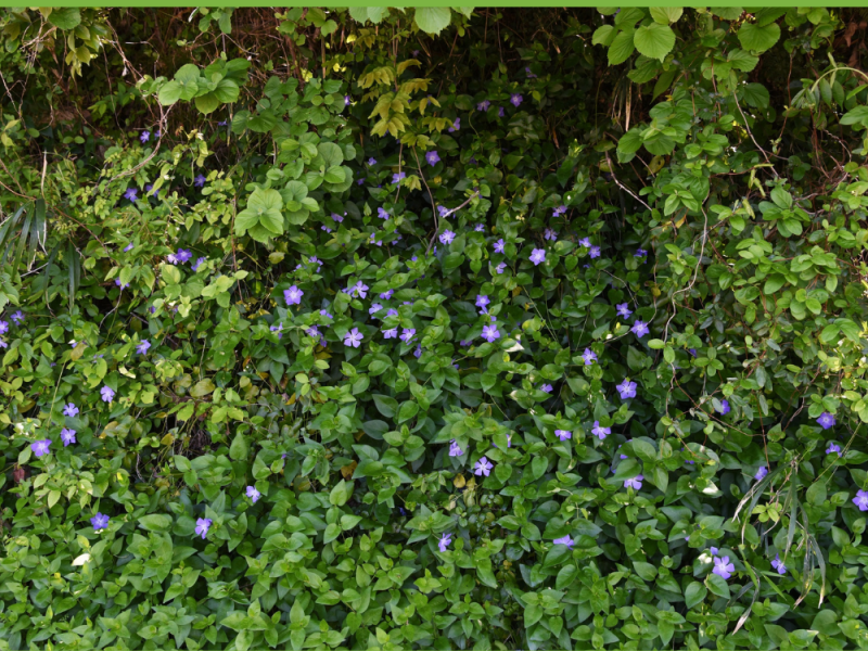 Anti-worteldoek om onkruid tegen te houden met bodembedekker