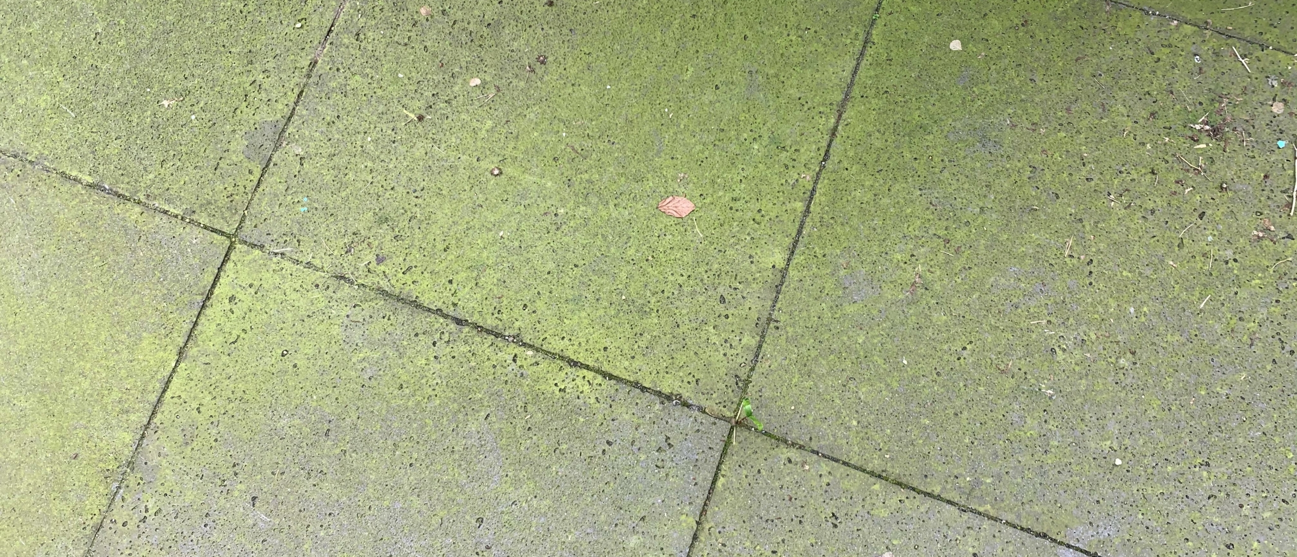 Groene aanslag verwijderen met HG algenreiniger Groene aanslag verwijderen met HG algenreiniger