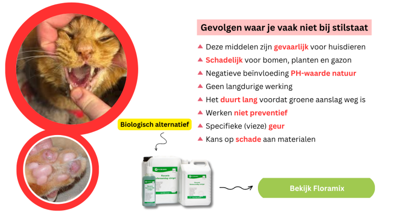 Groene aanslag verwijderen op tegels, oma weet raad gevaarlijk voor dieren Groene aanslag verwijderen op tegels, oma weet raad gevaarlijk voor dieren