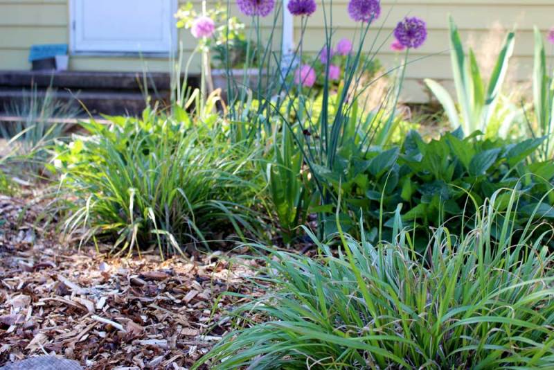 Halfverharding: houtsnippers Houtsnippers in de tuin