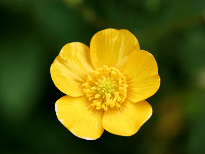 Mooi onkruid voor een kleurrijke tuin de boterbloem