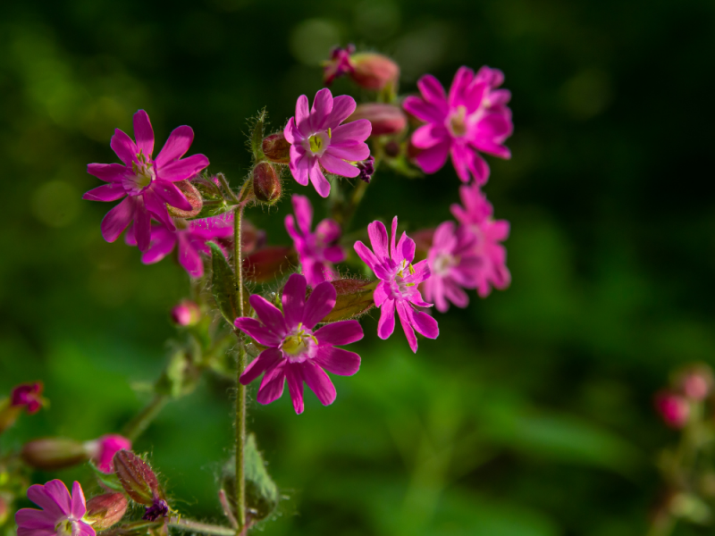 Mooi onkruid voor een kleurrijke tuin de dagkoekoeksbloem