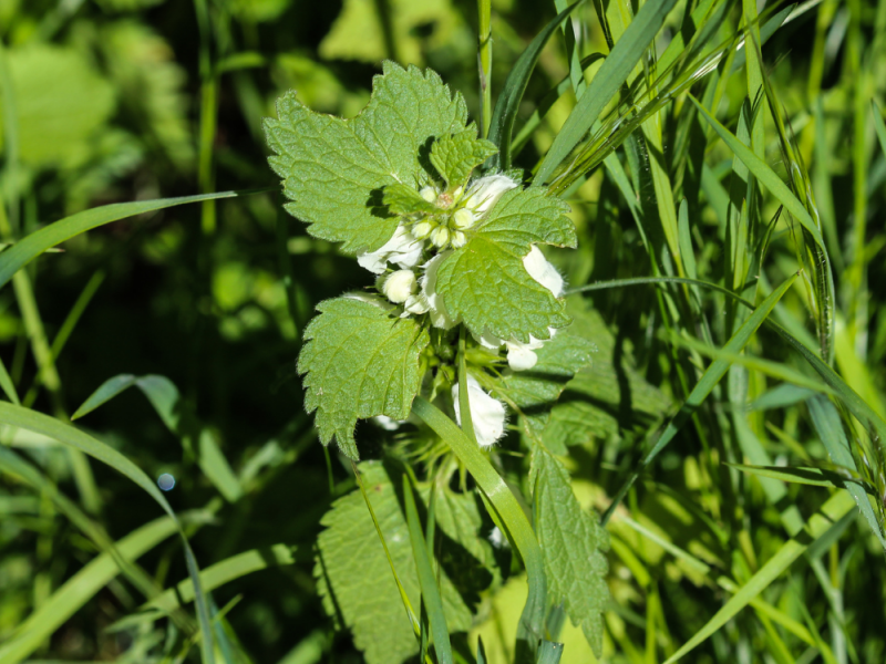 Mooi onkruid voor een kleurrijke tuin de witte dovenetel
