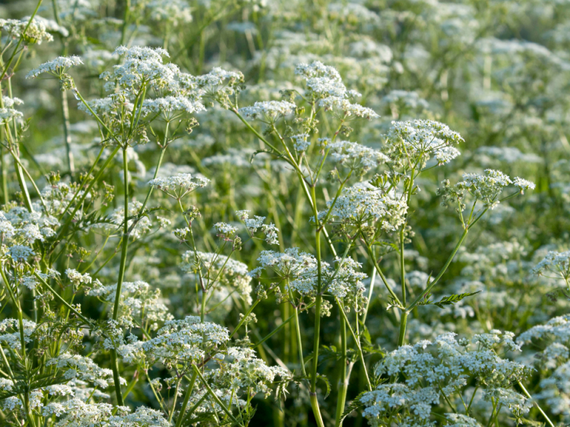 Mooi onkruid voor een kleurrijke tuin fluitenkruid