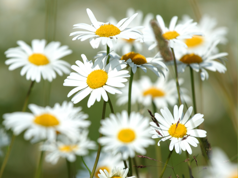 Mooi onkruid voor een kleurrijke tuin kamille