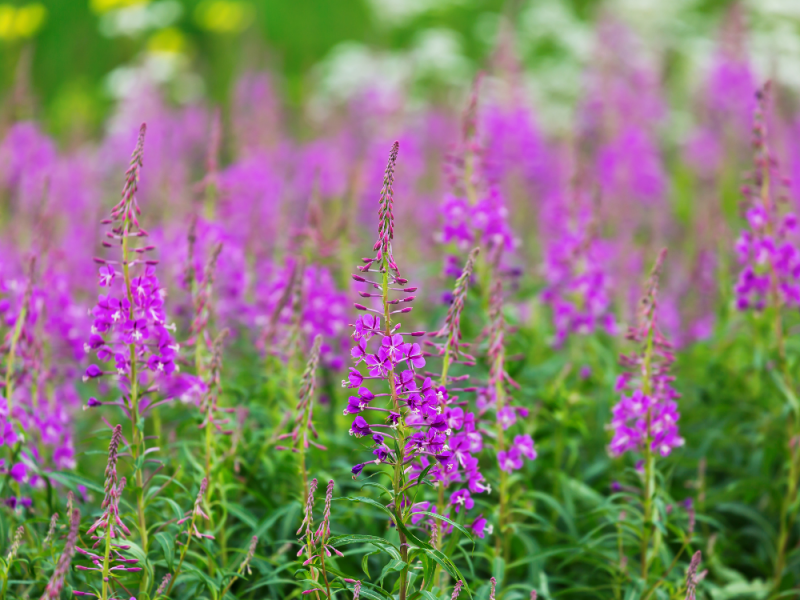 Mooi onkruid voor een kleurrijke tuin wilgenroosjes