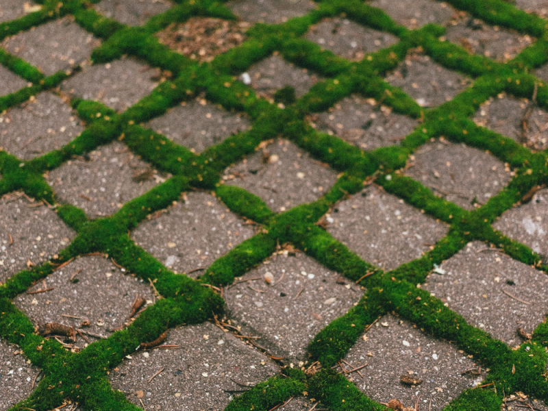 Mos verwijderen op terras