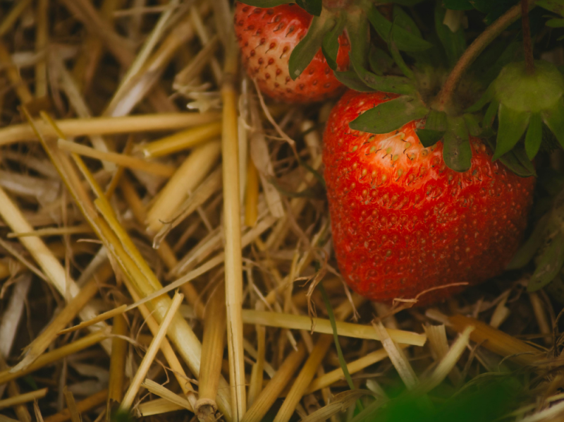 Mulchen tegen onkruid aardbeien