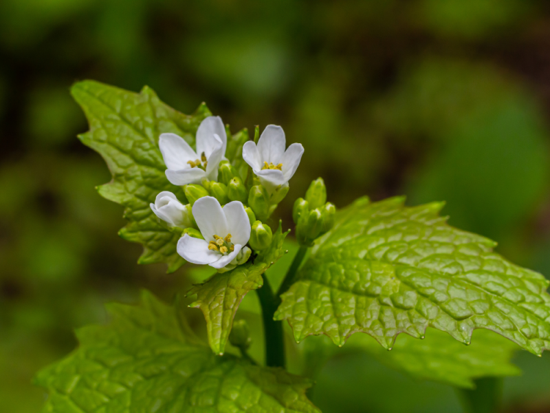 Nuttig onkruid look-zonder-look alliaria petiolata