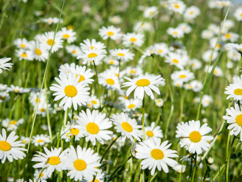 Nuttig onkruid madeliefje