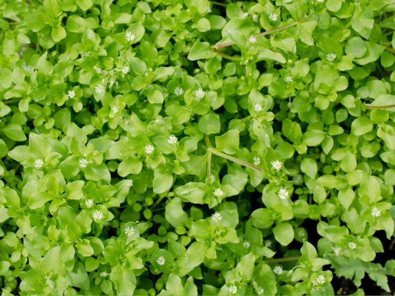 Nuttig onkruid vogelmuur