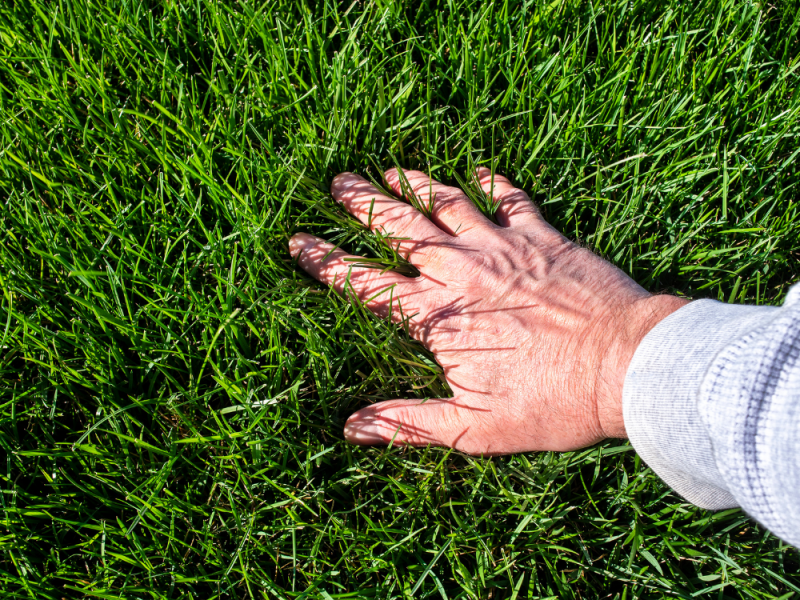 Onkruid in gazon bestrijden wees voorzichtig