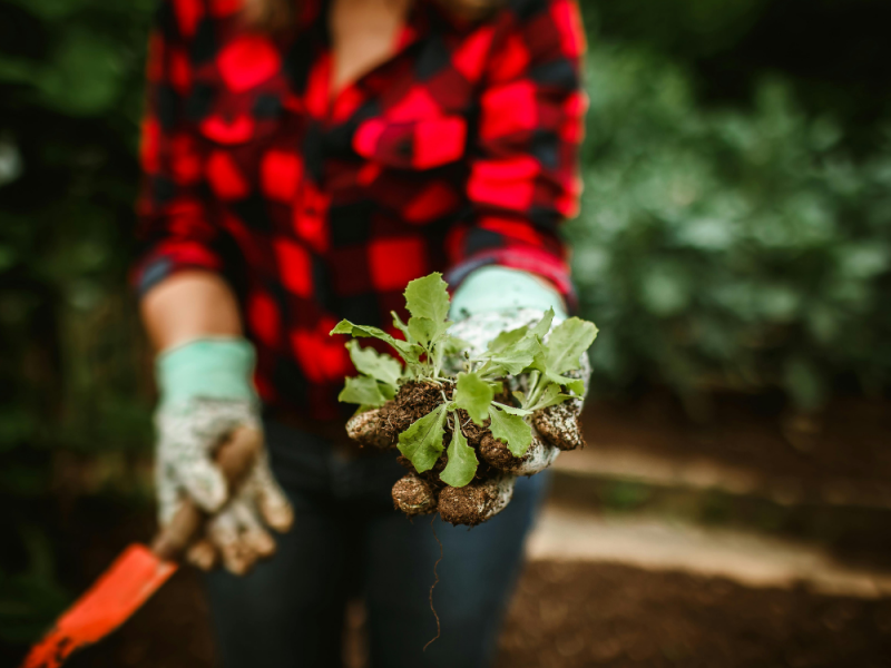 Onkruid verwijderen tussen planten met onkruidsteker