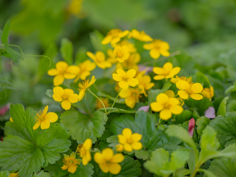 Onkruid voorkomen met bodembedekker goudaardbei