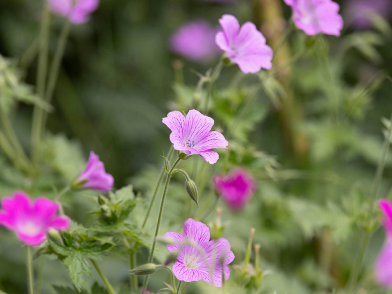 Onkruid voorkomen met bodembedekker ooievaarsbek