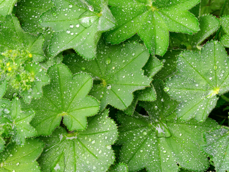 Onkruid voorkomen met bodembedekker vrouwenmantel