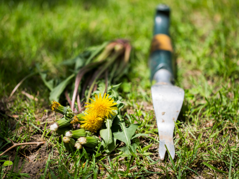 Onkruid wieden met penwortelsteker