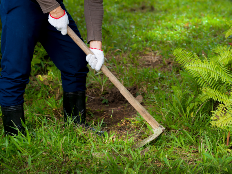 Onkruid wieden met schoffel