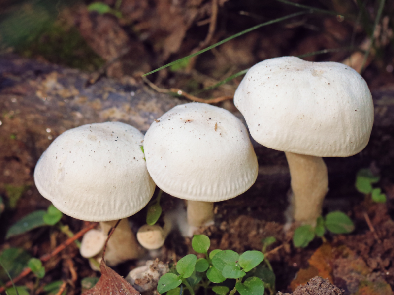 paddenstoelen verwijderen